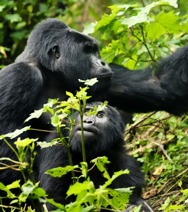 12-days-magical-uganda-gorilla-wildlife-safari