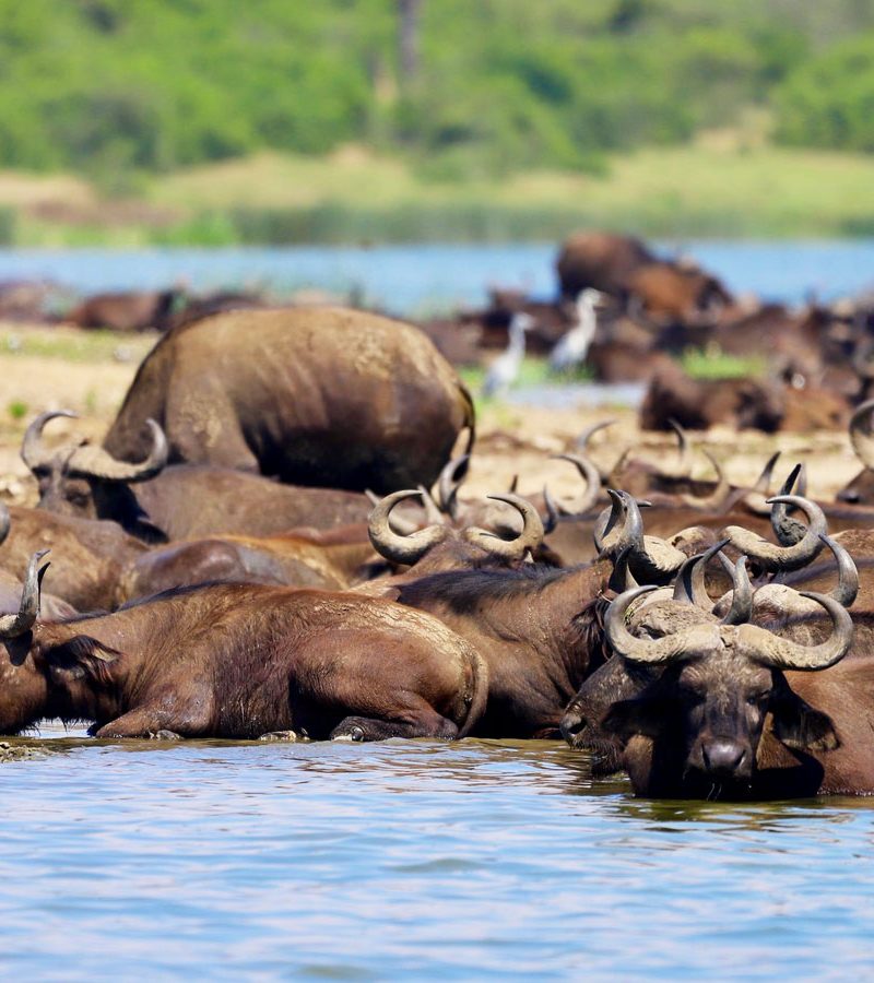 14-days-ultimate-uganda-wildlife-safari
