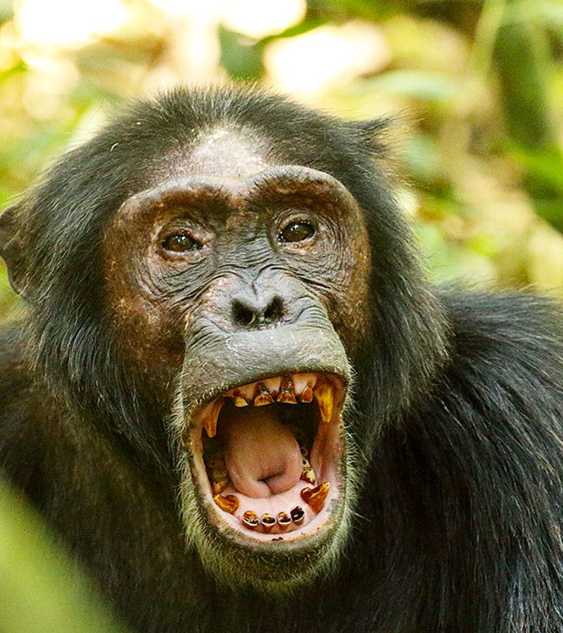 7-days-uganda-primate-wildlife-safari