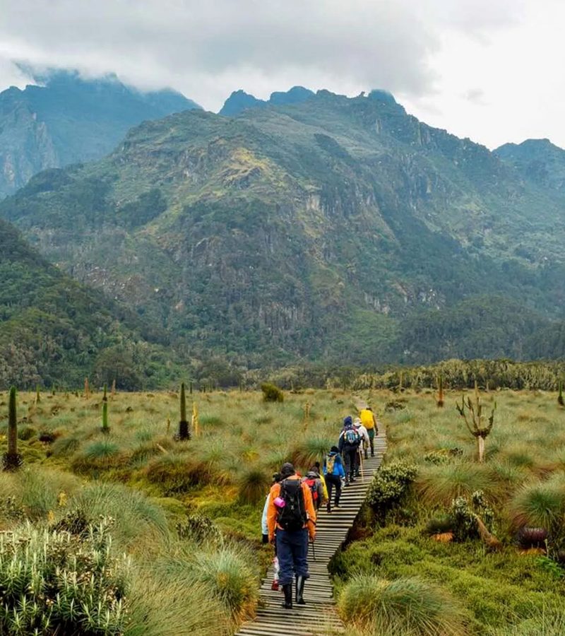 8-day-bukurungu-trail-with-margherita-peak